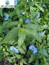 All About Trapoeraba Commelina Erecta: Uses, Benefits, and Side Effects