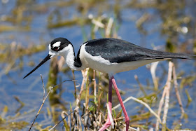 Black-headed Stilt - Lust Road Wildlife Drive, Florida