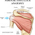 Physiotherapist and shoulder pain treatment 