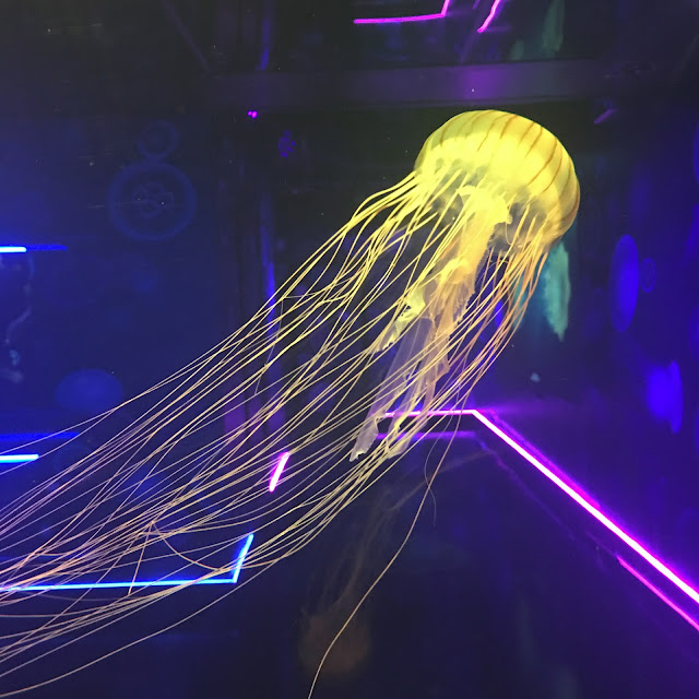 jellyfish at SEALIFE London #oceaninvaders