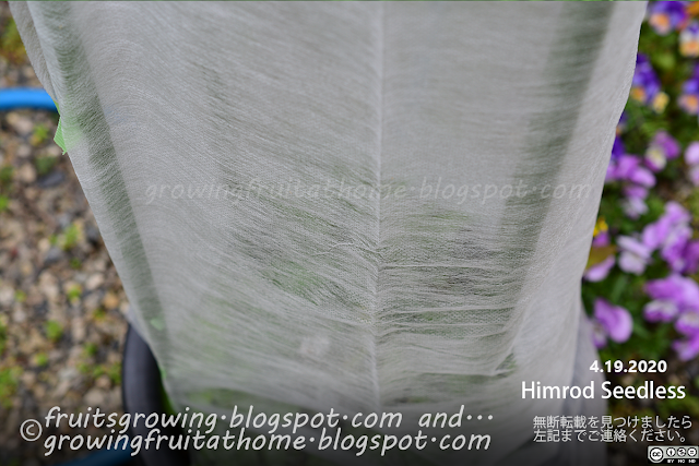 ブドウ栽培 ヒムロッドシードレスの防虫対策