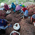 Tekan Inflasi, CMJT Borong Cabai dan Bawang Merah Petani