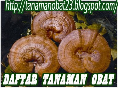 Tanaman Obat Jamur Kayu  (Ganoderma lucidum (Leyss.ex Fr.) Karst.) 