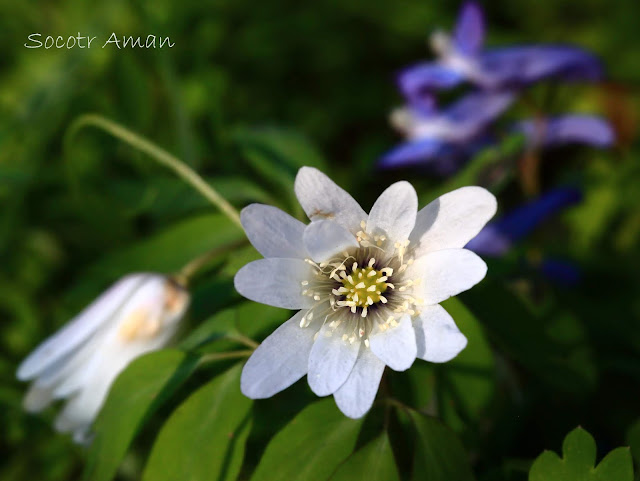 Anemone raddeana