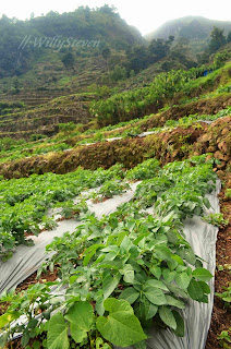  Highland Vegetation of Dieng