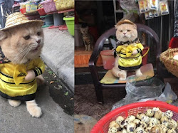 Viral! Kucing Lucu Ini Jadi Penjaga Lapak Ikan Sekaligus Mandor di Pasar