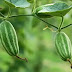 परवल के फायदे , उपयोग और नुकसान (Pointed Gourd or Parwal Benefits, Uses and Side Effects in Hindi)