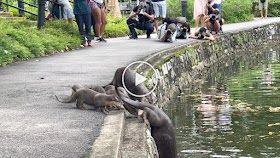 Nervous Otter Pups Get Swimming Lesson at Singapore Botanic Gardens