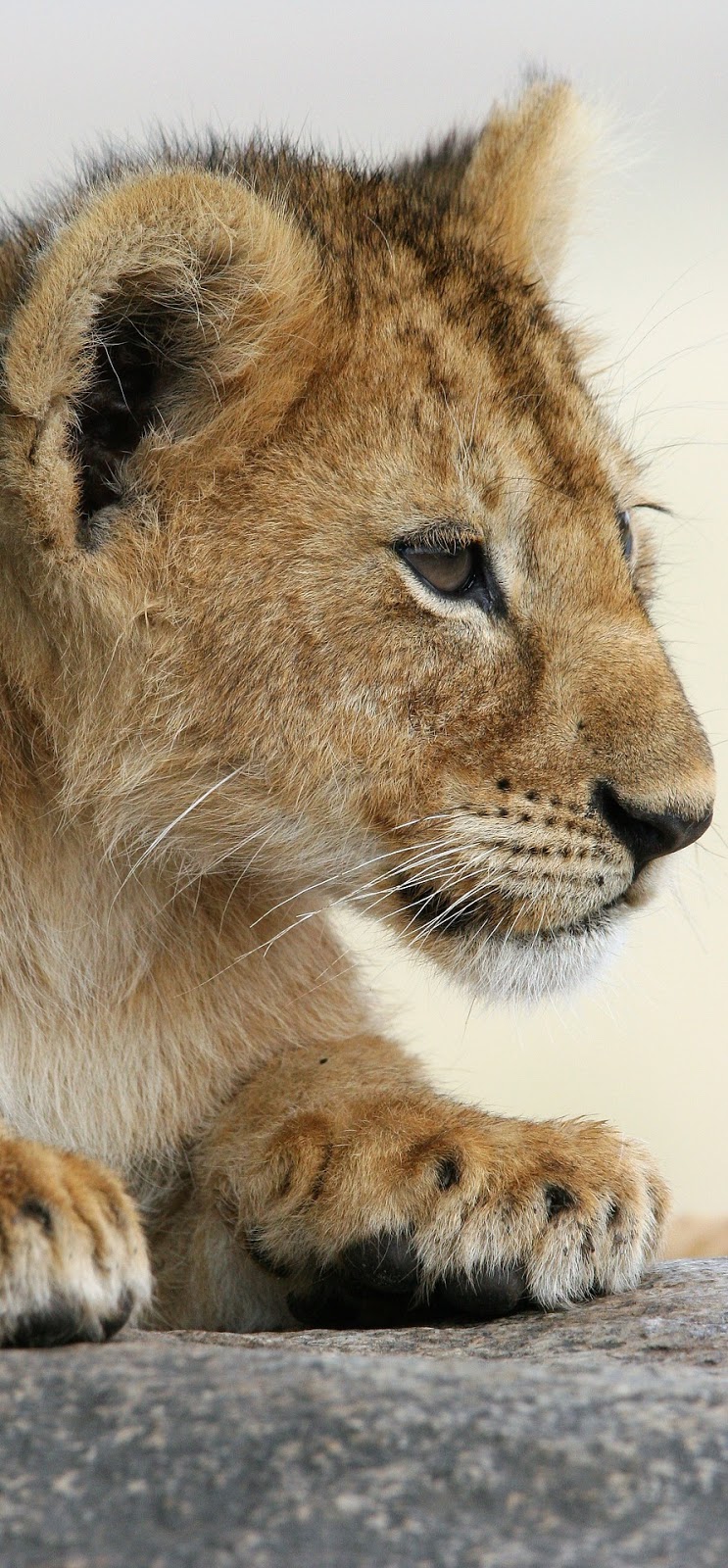 Cute lion cub.