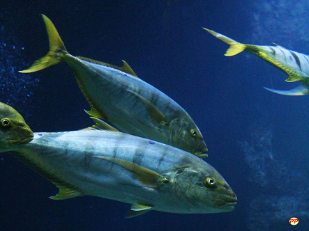 Update Harga Ikan Tuna 1 Kg (Sirip Biru, Kuning, Segar & Olahan)