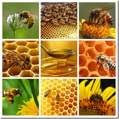 week 34 - bees copy