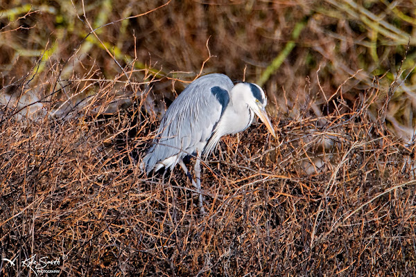 Grey heron