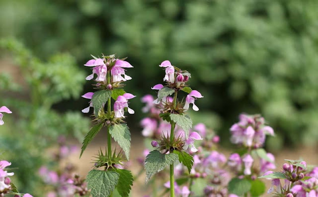 Lamium Maculatum Flowers Pictures