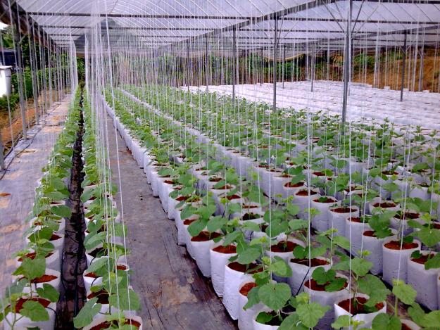 9 Fakta Kaedah Pertanian Fertigasi Malaysia