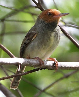 Suara Cinenen Jawa (Prenjak Jawa)