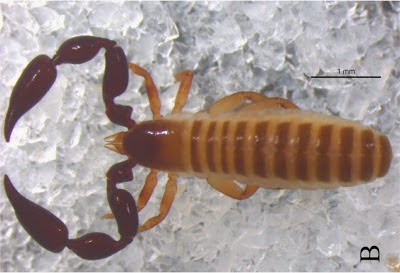 http://sciencythoughts.blogspot.co.uk/2012/12/a-new-species-of-pseudoscorpion-from.html