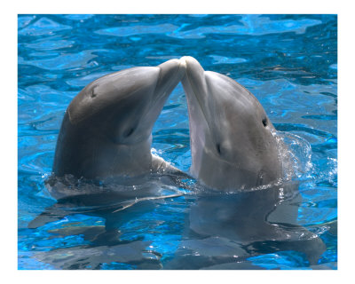 Love of Dolphins Pictures