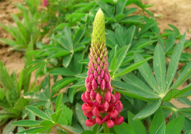 Lupine Flowers Pictures