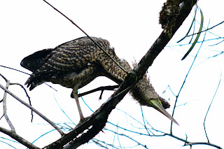 bare-throated tiger heron