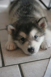 Cute Alaskan Malamute Puppy Photos