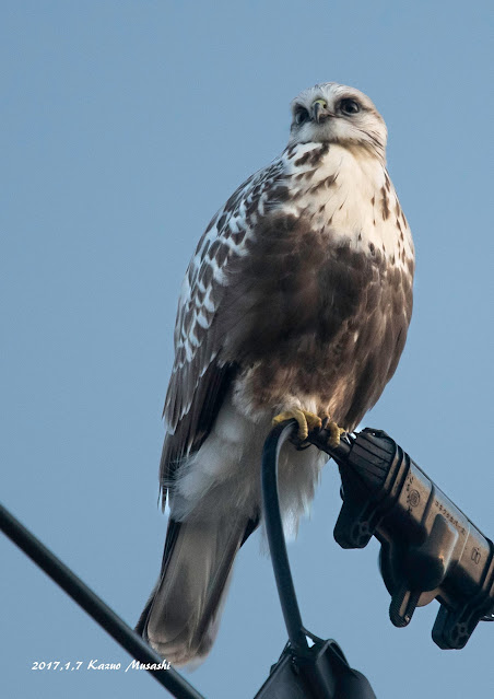 宮城の野鳥