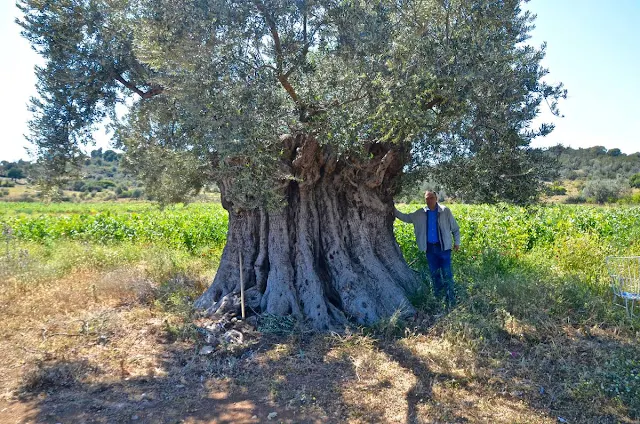 Οι υπεραιωνόβιες ελιές της Ερμιονίδας