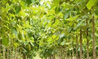 धमतरी : मुख्यमंत्री श्री भूपेश बघेल 21 मार्च को करेंगे मुख्यमंत्री वृक्ष सम्पदा योजना का वर्चुअल शुभारंभ