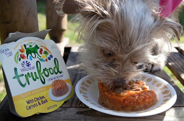 Bailey eating Wellness TruFood Tasty Pairings with Chicken, Carrots & Duck wet dog food