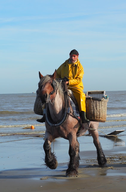 Koksijde, oostduinkerke, navigo visserijmuseum, paardenvissers, dierendonck, restaurant carcasse, hendrik dierendonck, abdijmuseum ten duinen, bier, abdijbieren, garnalen, foodies, unesco werelderfgoed, gastronomie aan de Belgische kust, westhoek,