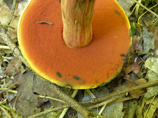 Boletus subvelutipes - Bolet à pied velu