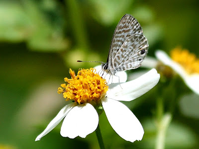 Cassius blue butterfly