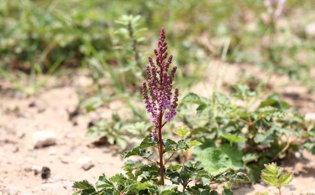 Astilbe Flowers Pictures