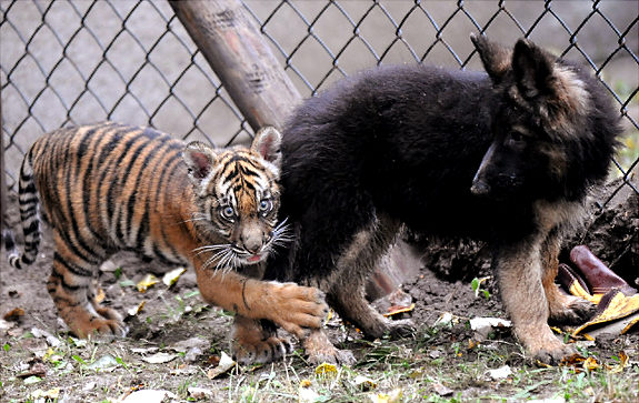 hair in animals with guns? funny pictures of animals with guns. hair in animals with guns?