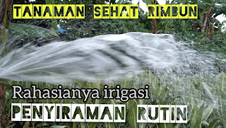 Penyiraman tanaman