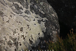 L'Elan des Gorges d'Apremont