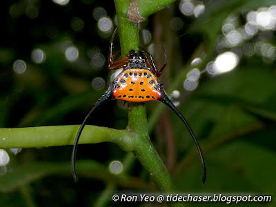 Curved Spiny Spider (Gasteracantha arcuata)