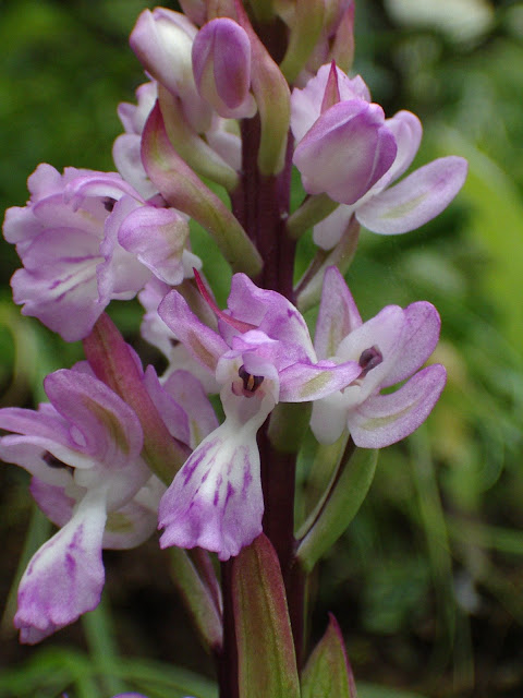 Orchis canariensis