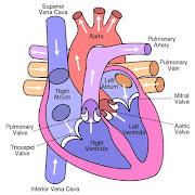 Artery damage is the problem in heart disease.