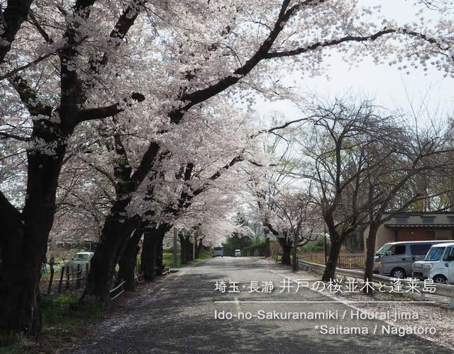 長瀞･蓬莱島公園駐車場周辺の桜