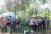 Polres Aceh Utara Musnahkan 2 Hektar Ladang Ganja Di Teupin Reusep Sawang