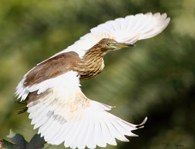 "Indian Pond-Heron,taking off"