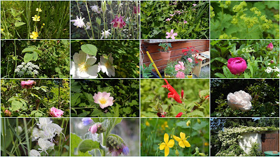 Blumen im naturnahen Garten im Juni 