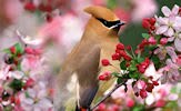 Aves exóticas, birds y pajarillos cantores I