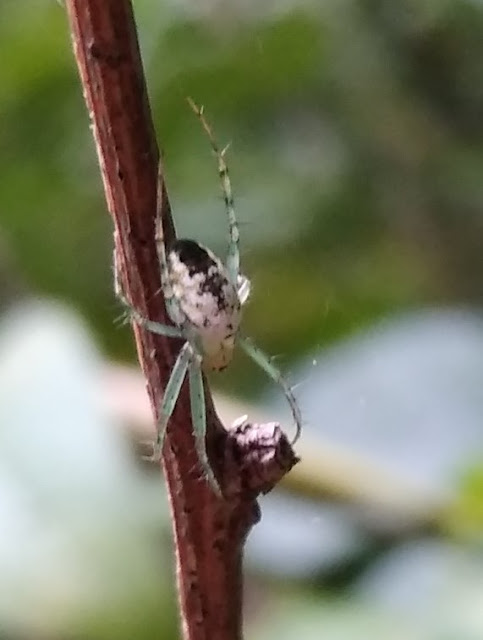 a green legged spider, maybe an orchard orb weaver?