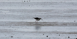 Pied Stilt