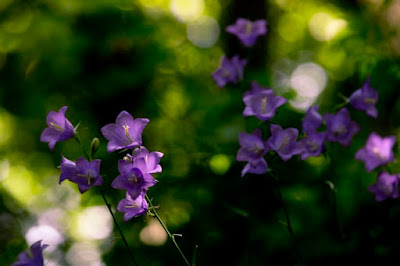 baracklevelű harangvirág (Campanula persicifolia)