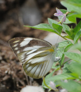 Striped Albatross (Appias libythea)