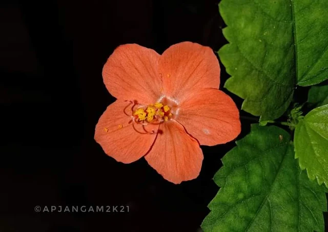 Hibiscus hirtus Malvaceae Kolhapur,Maharashtra India