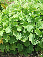 Daubenton kale