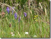 coral beach, dunvegan vetch2